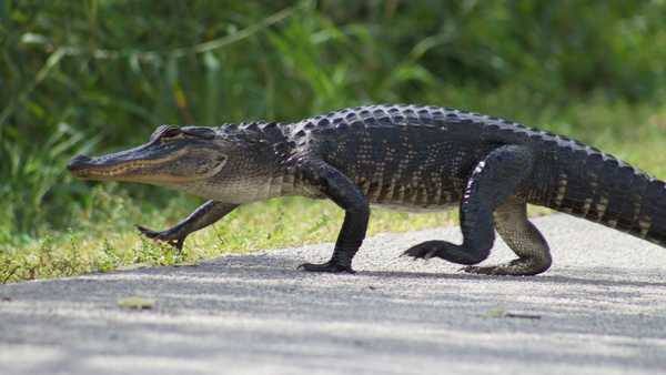 Alligator walking across a paved road, viewed from the side, with green grass and vegetation in the background. The reptile’s scaly body and banded tail are clearly visible.