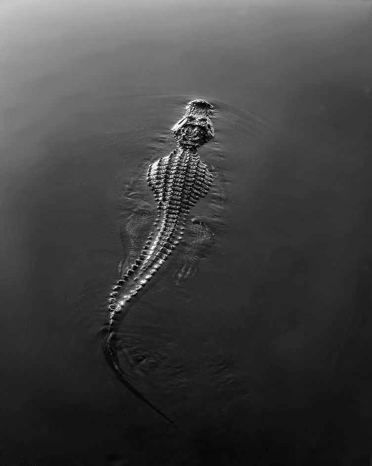 Black-and-white aerial view of an alligator swimming through dark, still water, with only its ridged back, head, and long tail visible, creating subtle ripples behind it.